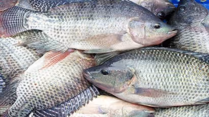 ഇനി തിലാപ്പിയ വളര്‍ത്താം അക്വാപോണിക്‌സ് വഴി