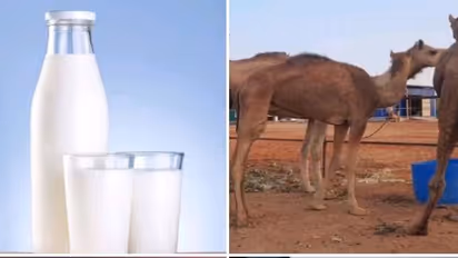 சர்க்கரை நோய்க்கு சிறந்தது ஒட்டகப் பால்..  நிபுணர்கள் சொல்லும் மொத்த நன்மைகள் பற்றி தெரிஞ்சா ஆச்சரியப்படுவீங்க