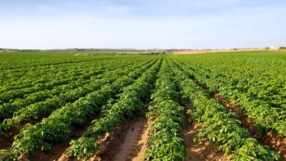 क्या होती है शुगर फ्री आलू की खेती, यहां में हो रही बंपर पैदावार, किसानों को होगी तिगुनी कमाई