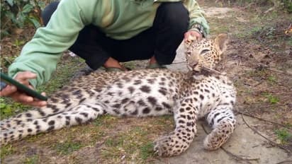 চিতাবাঘের ছাল নেপালে পাচারের চেষ্টা, মাংস রেঁধে পিকনিক, শিলিগুড়ির কাছে গ্রেফতার ৩