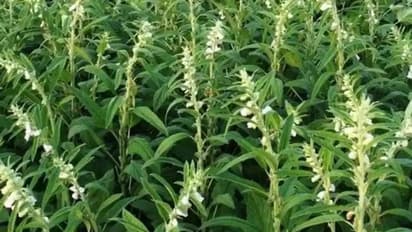 എള്ള് വേനലിലും മഴയിലും കൃഷി ചെയ്യാം, ഇക്കാര്യങ്ങൾ ശ്രദ്ധിക്കാം