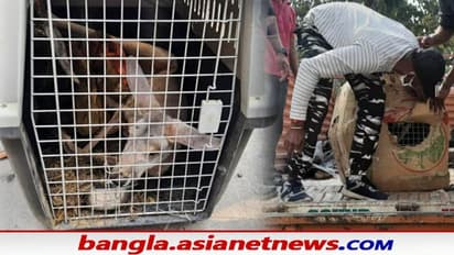 অসম-বাংলা সীমান্তে ট্রাক থেকে উদ্ধার অস্ট্রেলিয়ান ক্যাঙ্গারু, গ্রেফতার দুই পাচারকারী