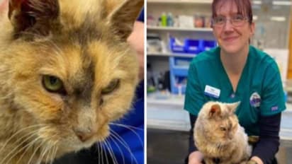 പതിനേഴര വർഷം മുമ്പ് കാണാതായ പൂച്ച അപ്രതീക്ഷിതമായി തിരികെ, ആഹ്ളാദമടക്കാനാവാതെ ഉടമ