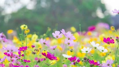 14 मार्च से 14 मई तक रहेगी वसंत ऋतु, इसे क्यों कहते हैं ऋतुराज? ग्रंथों में बताई गई है इससे जुड़ी खास बातें