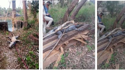 Karwar ಬಾವಿಗೆ ಬಿದ್ದು ಸಾವು ಕಂಡ ಮೊಸಳೆ!