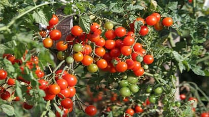 TNagriBudget 2022:தேனி, கோவை, நாகர்கோவிலுக்கு புதிய திட்டம்: தக்காளி சாகுபடிக்கு முக்கியத்துவம்