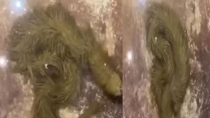 आपने नहीं देखा होगा अभी तक ऐसा सांप, रहस्यमयी स्नेक का वीडियो देख हर कोई हैरान