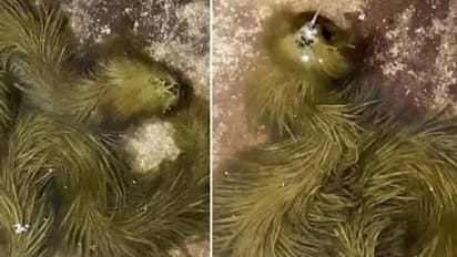 Furry green snake : ഇതെന്ത് ജീവി? പച്ചനിറത്തിൽ നിറയെ രോമം, വിചിത്രമായ രൂപത്തിലൊരു പാമ്പ്, വീഡിയോ വൈറൽ