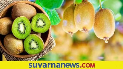 Health Tips : ಕಿವಿ ಹಣ್ಣಿನ ಅತಿಯಾದ ಸೇವನೆ ಆರೋಗ್ಯಕ್ಕೆ ಹಾನಿಕರ