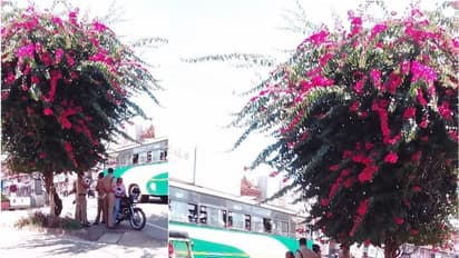 പൊലീസുകാര്ക്കും യാത്രികര്ക്കും തണലൊരുക്കി ബത്തേരി നഗരത്തിലെ ബോഗന്വില്ല