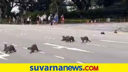 ಅಪರೂಪದ ದೃಶ್ಯ ಕ್ಯಾಮರಾದಲ್ಲಿ ಸೆರೆ: ರಸ್ತೆ ದಾಟುತ್ತಿರುವ ನೀರು ನಾಯಿಗಳ ಹಿಂಡು