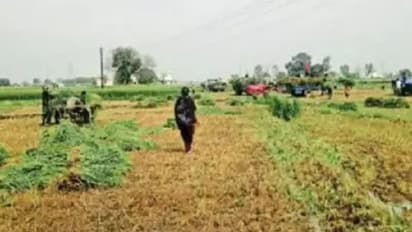 Punjab New CM ಆಪ್ ಸಿಎಂ ಪ್ರಮಾಣವಚನಕ್ಕೆ 40 ಎಕರೆ ಗೋಧಿ ಬೆಳೆ ನಾಶ, ಕ್ರಾಂತಿ ಬದಲು ಕ್ರೌರ್ಯ!