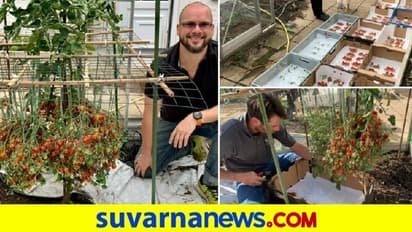 ಟೊಮೆಟೊ ಬೆಳೆದು ಗಿನ್ನೆಸ್ ದಾಖಲೆ : ಒಂದೇ ಗಿಡದಲ್ಲಿ 1200 ಹೆಚ್ಚು ಟೊಮೆಟೋ