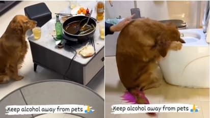 এক গ্লাস বিয়ার চেটে পুটে সাফ, মাতাল হয়ে কোমডে ঝিমুনি সারমেয়র