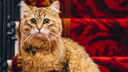 Lilibet cat : ഒരു ദിവസം ഒരു മുറിക്ക് 26 ലക്ഷം വാടകവരുന്ന ഹോട്ടൽ, അവിടെ രാജ്ഞിയായി ഒരു പൂച്ച!