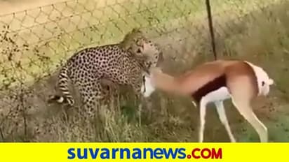 ದಾಳಿ ಮಾಡಲು ಬಂದ ಚಿರತೆ ಮುಂದೆ ಧೈರ್ಯವಾಗಿ ನಿಂತ ಮೂರುಕಾಲಿನ ಜಿಂಕೆ