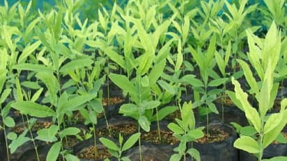 इन 6 फसलों की खेती कर लाखों रुपए कमा सकते हैं किसान, इंटरनेशनल मार्केट में भी रहती है डिमांड