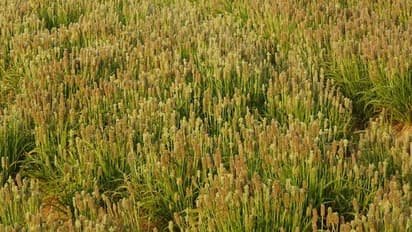 জেনেটিকালি মডিফায়েড শষ্য- পরীক্ষানিরীক্ষায় আরও পথ এগোল ভারত