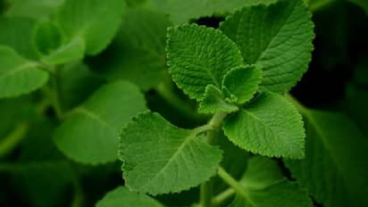 ഔഷധസസ്യ തോട്ടത്തിൽ അയമോദകവും വളർത്തി വിളവെടുക്കാം, ഇൻഡോറായും വളർത്താം