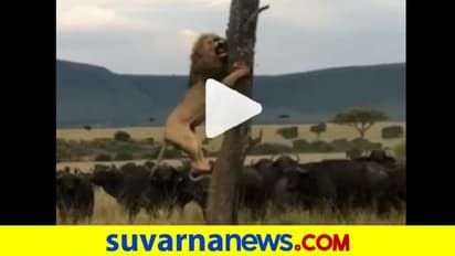 ಇದೆಂಥಾ ಸಿಂಹ : ಎಮ್ಮೆಗಳ ಹಿಂಡು ನೋಡಿ ಮರ ಏರಿದ ಕಾಡಿನ ರಾಜ!