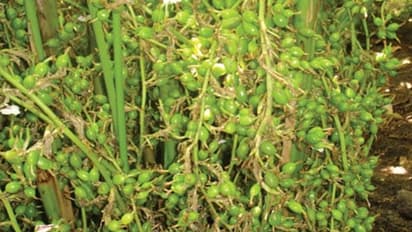 1 ಹೆಕ್ಟೇರ್ನಲ್ಲಿ 150 ಕೆ. ಜಿ ಉತ್ಪಾದನೆ, ಈ ಫಸಲಿನಿಂದ ಗಳಿಸಿ 2 ರಿಂದ 3 ಲಕ್ಷ ಸಂಪಾದನೆ!