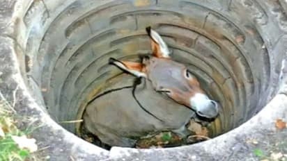 बूढ़ा गधा कुएं में गिर गया, लोग उस पर मिट्टी डालने लगे, इसके बाद गधे ने जो किया वो हैरान कर देने वाला था