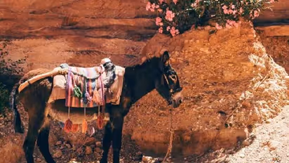 ഗ്രാമത്തിലെ ഏറ്റവും പുതിയ മരുമകന് കഴുതപ്പുറത്ത് സവാരി, ഹോളിയിൽ വ്യത്യസ്ത ആചാരമുള്ള ഗ്രാമം!