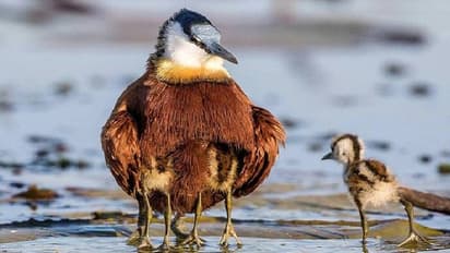 African Jacana : ആറ് കാലുള്ള പക്ഷിയോ? അപൂർവ ചിത്രവുമായി ഫോട്ടോഗ്രാഫർ, പിന്നിലെ സത്യം