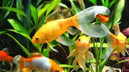 Bengaluru:  ಪ್ರಾಣಿಗಳನ್ನು ಬಿಟ್ರೂ  ಪ್ರೀತಿಯ ಮೀನನ್ನು ಬಿಡದ ಏರ್‌ಇಂಡಿಯಾ ವಿರುದ್ಧ ಪ್ರಯಾಣಿಕ ಕಿಡಿ!