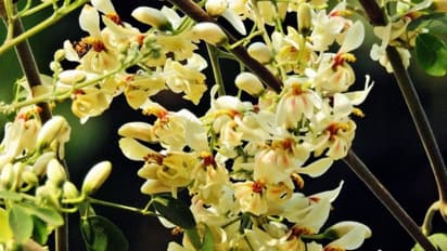 দোলের আগেই খানা সজনে-সরষে, রেসিপি জেনে স্বাদের সমুদ্রে ডুব দিন