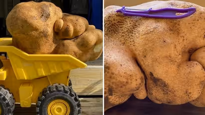 'It's a tuber, not potato': Guinness World Records confirms, refuses New Zealand couple's application