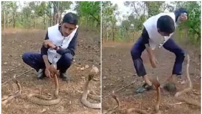 മൂന്ന് പാമ്പുകളെ എങ്ങനെ കൈകാര്യം ചെയ്യാം; വീഡിയോ എടുക്കുന്നതിനിടെ യുവാവിന് മൂര്ഖന്റെ കടിയേറ്റു, വീഡിയോ