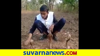 ಹಾವುಗಳ ಜೊತೆ ಸರಸವಾಡಲು ಹೋಗಿ ಆಸ್ಪತ್ರೆ ಸೇರಿದ ಯುವಕ: ವಿಡಿಯೋ ವೈರಲ್‌