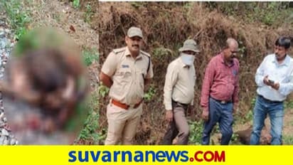 ಮಂಗಳೂರು: ಮೇವು ಅರಸಿ ಬಂದ ಕಾಡೆಮ್ಮೆಗಳು ಸಾವು