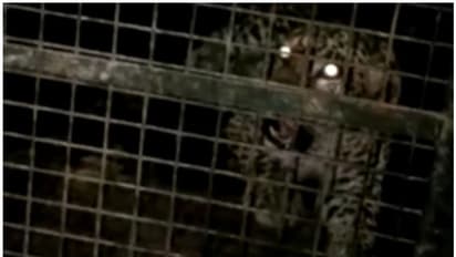 Leopard: പാലക്കാട് ധോണിയിൽ ജനവാസമേഖലയിലിറങ്ങിയ പുലിയെ പിടിച്ചു; വനത്തിലേക്ക് തുറന്നുവിടും