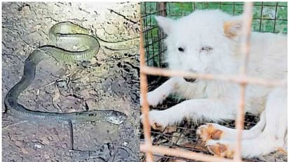 മൂര്ഖനെ വീട്ടിലേക്ക് കടത്താതെ നായ്ക്കളുടെ പോരാട്ടം; മൂന്ന് നായ്ക്കള് വിഷബാധയേറ്റ് ചത്തു, പാമ്പും ചത്തു