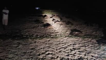 വംശനാശഭീഷണി നേരിടുന്ന നൂറോളം കഴുകന്മാർ കൂട്ടത്തോടെ ചത്തനിലയിൽ, വിഷം വച്ചതെന്ന് സംശയം