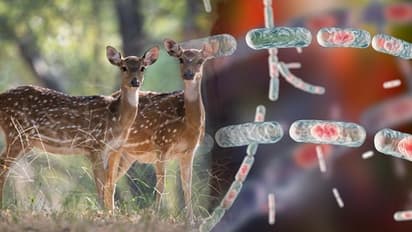 আইআইটি-ম্যাড্রাসে অ্যানথ্রাক্স আতঙ্ক - মৃত ৪ হরিণ, মহামারির আশঙ্কা