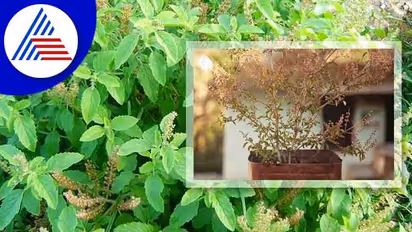 Vastu Tips: ಮನೆಯಲ್ಲಿರುವ ತುಳಸಿ ಗಿಡ ಒಣಗ್ತಿದ್ರೆ ಎಚ್ಚೆತ್ತುಕೊಳ್ಳಿ, ಇದು ಶುಭಸೂಚಕವಲ್ಲ !