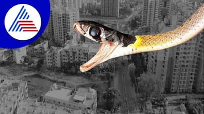 Bengaluru: ಹಾವುಗಳ ಕಾಟಕ್ಕೆ ಬೆಚ್ಚಿ ಬಿದ್ದ ಬೆಂಗಳೂರಿಗರು!