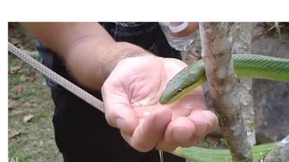 নিজের হাতে করে সাপকে জল খাওয়ালেন ব্যক্তি, মুগ্ধ নেটিজেনরা