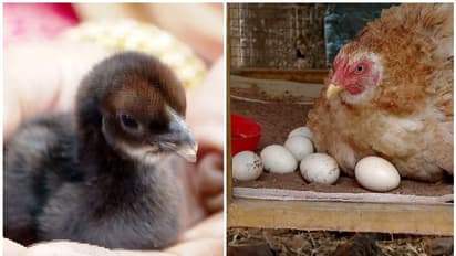 14 ദിവസം കൊണ്ട് കോഴിമുട്ട വിരിഞ്ഞു, കാരണമന്വേഷിച്ച് വീട്ടുകാര്