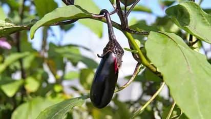 വഴുതന വളർത്താം, വിളവെടുക്കാം പാത്രങ്ങളിലും ചട്ടികളിലും