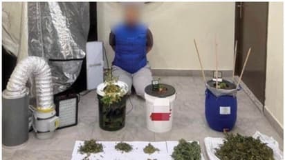 താമസ സ്ഥലത്ത് കഞ്ചാവ് കൃഷിയും വില്‍പനയും; കുവൈത്തില്‍ രണ്ട് പേര്‍ അറസ്റ്റില്‍