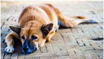 കുരുക്കിൽ പെട്ട് ഗുരുതരമുറിവ്; വെള്ളവും ഭക്ഷണവും നൽകുന്നയാളുടെ വീട്ടിലെത്തി തെരുവുനായ; രക്ഷപ്പെടുത്തി അധികൃതർ