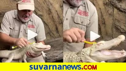 ಆಹಾ ಆಹಾ.. ಬೆನ್ನುಜ್ಜುವುದನ್ನು ಆನಂದಿಸುವ ಮರಿ ಮೊಸಳೆ