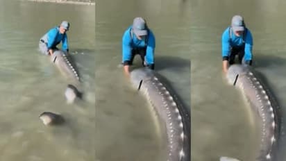 মাছ তো নয়, যেন এক জীবন্ত ডাইনোসর, ওজন ২৫০ কেজি