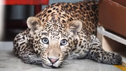 Leopard Video : ബെന്‍സ് ഫാക്ടറിയില്‍ അബദ്ധത്തില്‍ കയറിപ്പറ്റി പുലി; വീഡിയോ