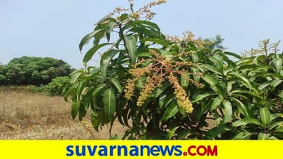 ರಾಮನಗರ: ಹಣ್ಣುಗಳ ರಾಜನಿಗೆ ಆರಂಭದಲ್ಲೇ ಕೀಟಬಾಧೆ, ರೈತರಲ್ಲಿ ಆತಂಕ