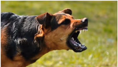 కుక్క నాలుక మన చర్మాన్ని తాకినా కూడా రేబిస్ వస్తుందా?